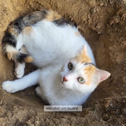 Photo 1/1 Stella Chat perdu à Vallet