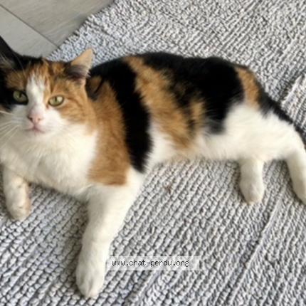 Photo 1/1 Lilie Chat perdu à Bouxwiller