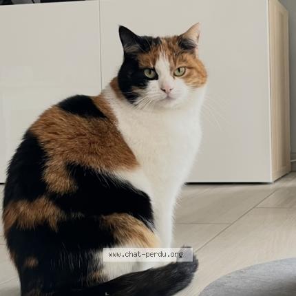 Photo 2/2 Lilie Chat perdu à Bouxwiller