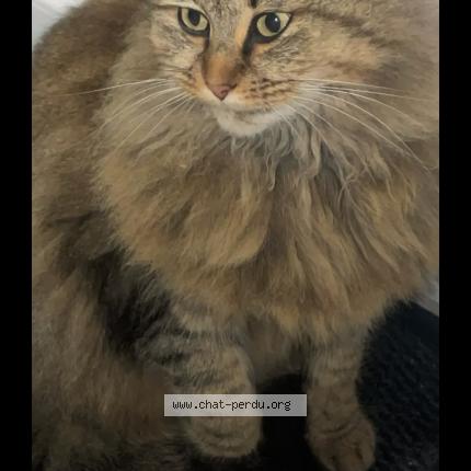 Photo 1/1 Kitsu Chat perdu à Valmont