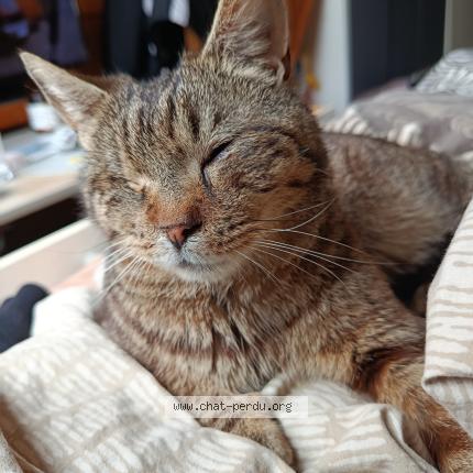 Photo 1/1 Chat trouvé Trouvé à Le barcares