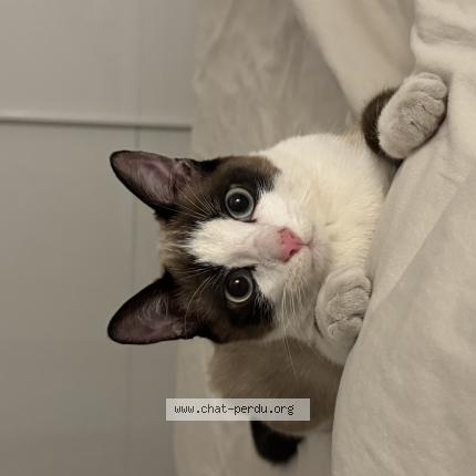 Photo 1/1 MILO Chat perdu à Cenon