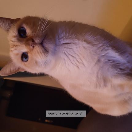 Photo 1/1 Titou Chat perdu à Ales