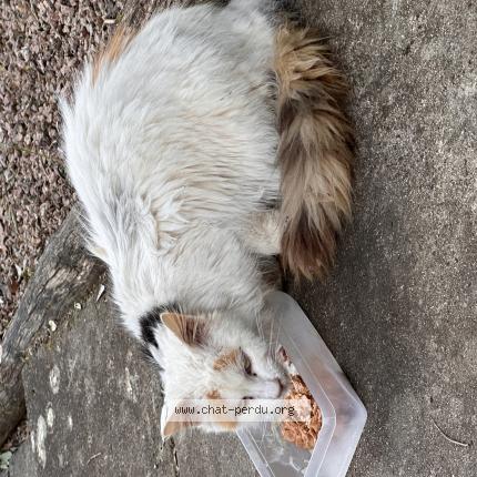 Photo 1/1 Chat trouvé Trouvé à Nontron