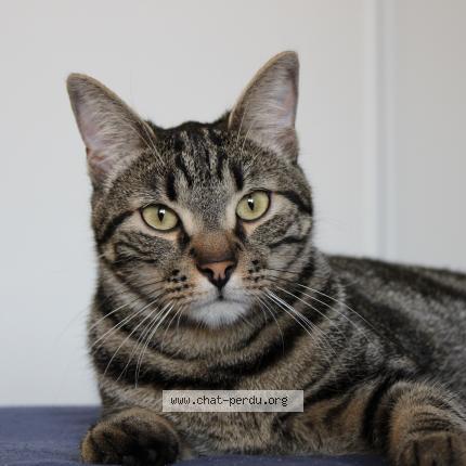 Photo 1/1 Ticha Chat perdu à Pinsaguel