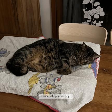 Photo 1/1 Choupa Chat perdu à Balbigny