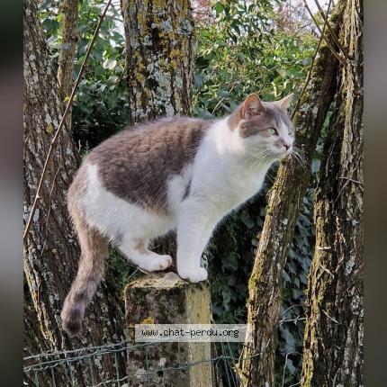 Photo 1/1 Minouche Chat perdu à Mouzeuil saint martin