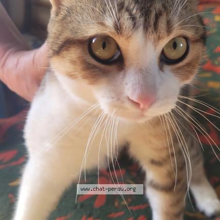 Photo 1/1 Chat trouvé Trouvé à Gasny