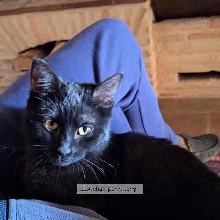 Photo 1/1 Coco Chat perdu à Castelnau de montmiral