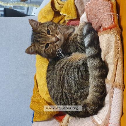 Photo 1/1 Ariel Chat perdu à Vitrolles