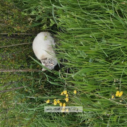 Photo 1/1 Chat trouvé Trouvé à Capens