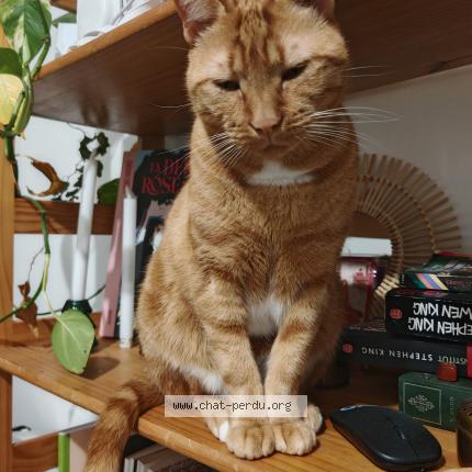 Photo 1/1 Chat retrouvé Perdu à Caluire et cuire