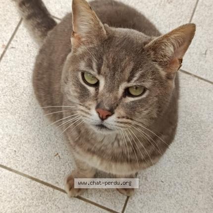 Photo 1/1 Chat trouvé Trouvé à Pontchateau