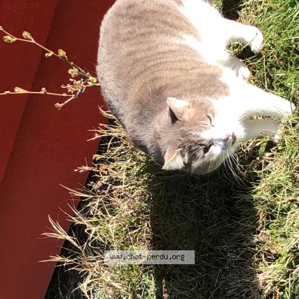 Photo 1/1 Chat trouvé Trouvé à La fouillouse