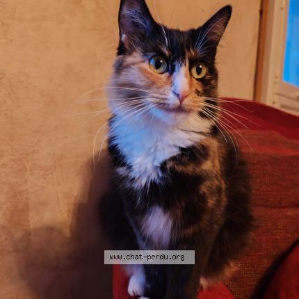 Photo 1/1 Shiro Chat perdu à Serignac sur garonne