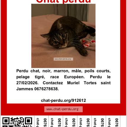 Photo 1/1 Sushi Chat perdu à Bordeaux