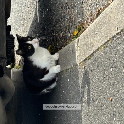 Photo 1/1 Chat trouvé Trouvé à Chartrettes