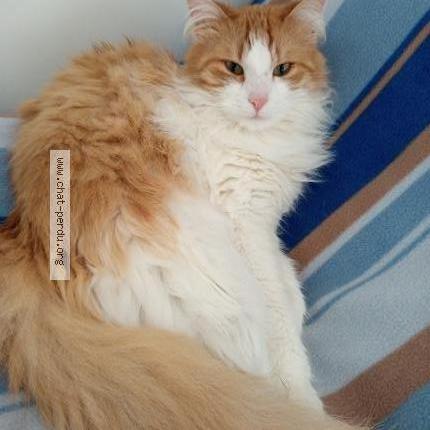 Photo 1/1 Beltan Chat perdu à Jougne