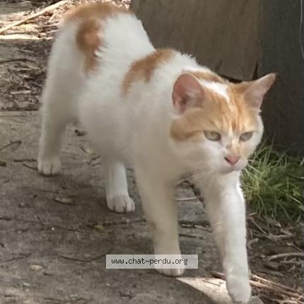 Photo 1/1 Loflek Chat perdu à Noisy le sec