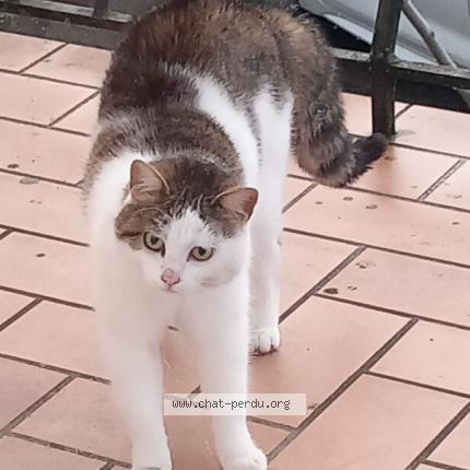 Photo 1/1 Chat retrouvé Perdu à Saint Denis Les Bourg
