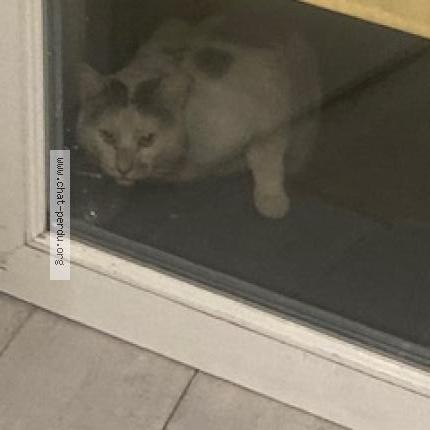 Photo 3/3 Chat trouvé Trouvé à Beaumont Sur Oise