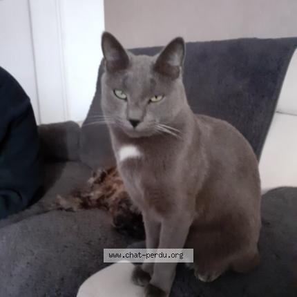 Photo 1/1 Pilou Chat perdu à Carbonne