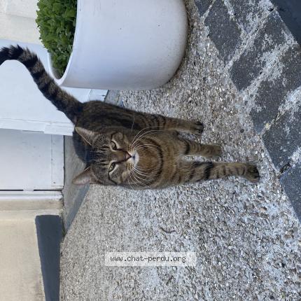 Photo 1/1 Chat trouvé Trouvé à Wissous
