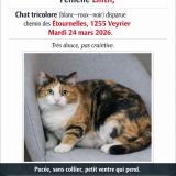 Photo de chat perdu à Veyrier