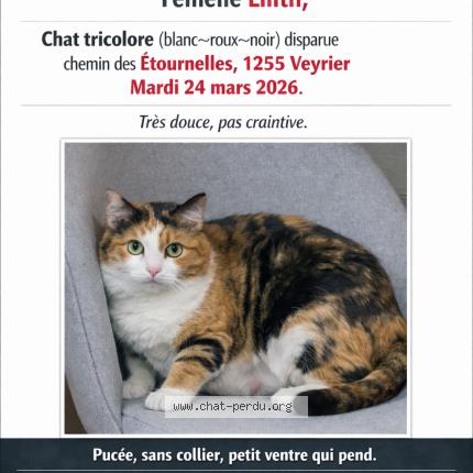 Photo 1/1 Lilith Chat perdu à Veyrier