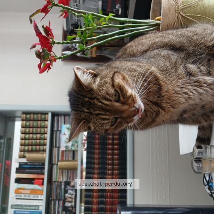 Photo 1/1 Harley Chat perdu à Saujon