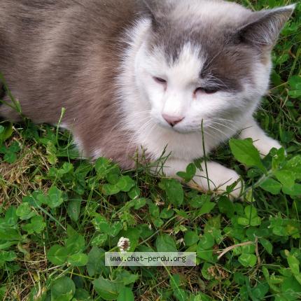 Photo 1/1 pompom Chat perdu à Lyon