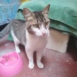 Photo de chat trouvé à Cercado De Lima