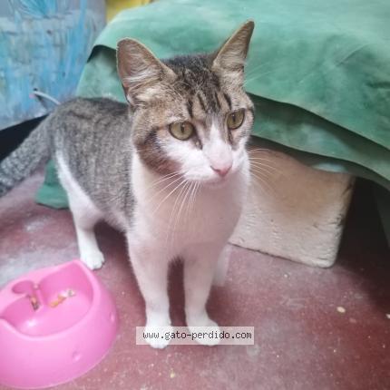 Photo 1/1 Chat trouvé Trouvé à Cercado de lima