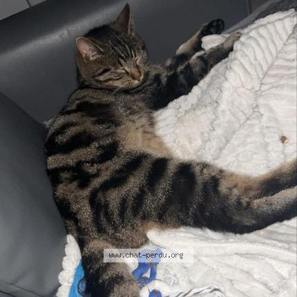 Photo 1/1 Filou Chat perdu à Ferrieres en gatinais