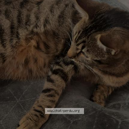 Photo 1/1 Karat Chat perdu à Sevres