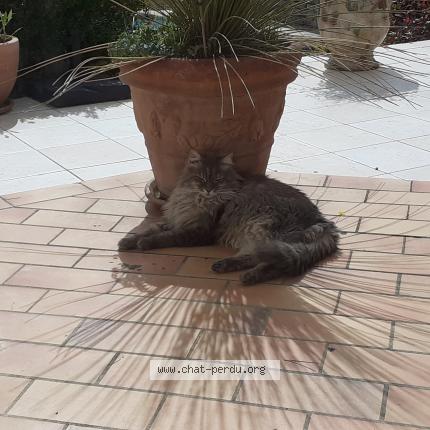 Photo 1/1 Chat trouvé Trouvé à Saint gely du fesc