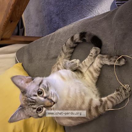 Photo 1/1 Chaton Chat perdu à Reze