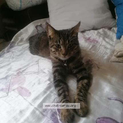 Photo 1/1 Réglisse Chat perdu à Gorron