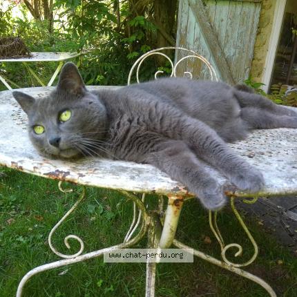 Photo 1/1 coquinette Chat perdu à Saclas