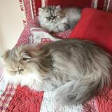 Photo de chat perdu à Jacou