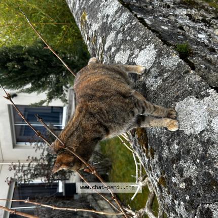 Photo 1/1 Chat trouvé Trouvé à Chambourcy