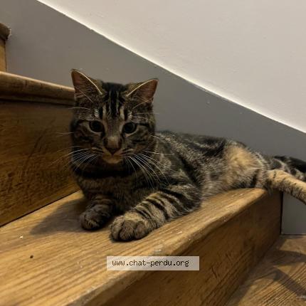 Photo 1/1 Chat trouvé Trouvé à Dinan