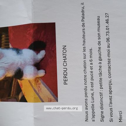 Photo 1/1 LUNE Chat perdu à Villages du lac de paladru
