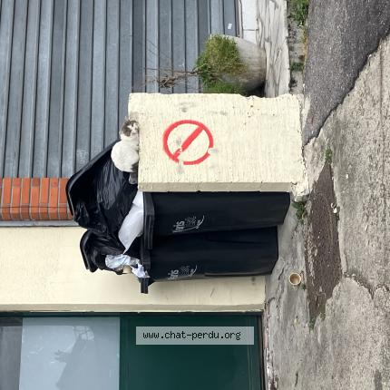 Photo 1/1 Chat trouvé Trouvé à Champigny sur marne