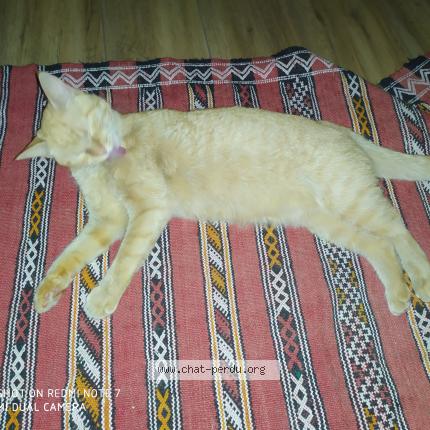 Photo 1/1 Roupette Chat perdu à Tours