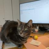 Photo de chat perdu à Les Cedres