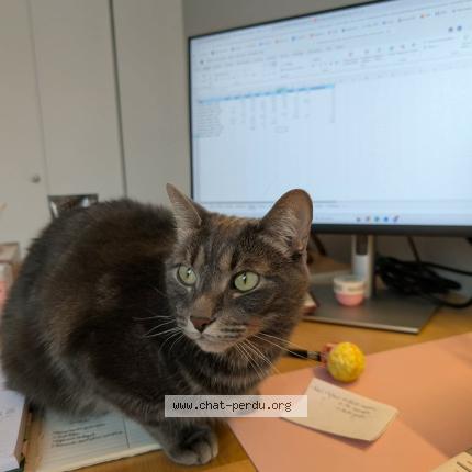 Photo 1/1 Timothé Chat perdu à Les cedres