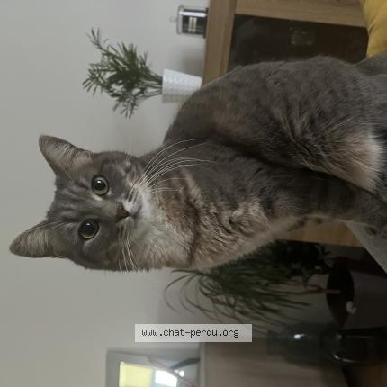 Photo 1/1 Plume Chat perdu à Sarge les le mans