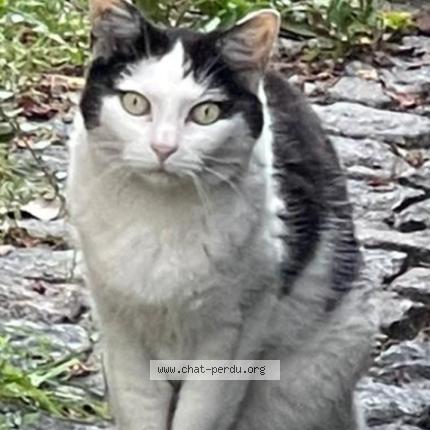 Photo 1/1 Chipie Chat perdu à Noisy le sec