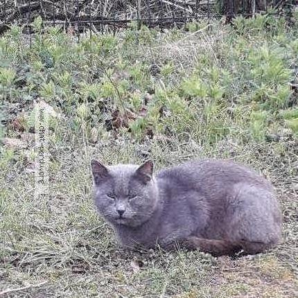 Photo 1/1 Chat trouvé Trouvé à St remy de la vanne